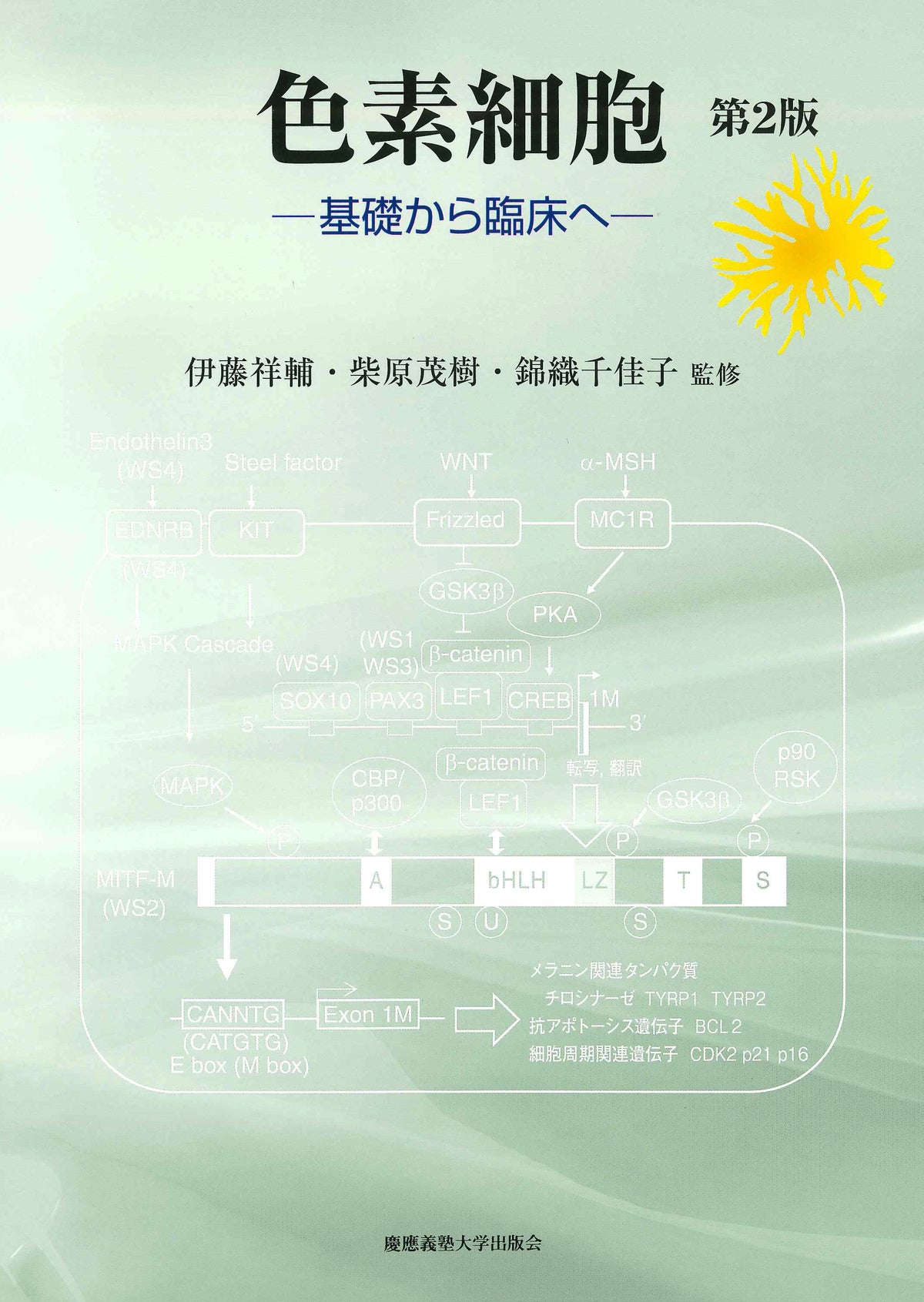 色素細胞　第2版